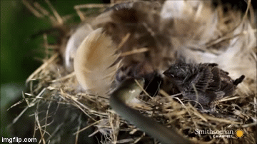 Cuộc chiến sinh tồn: Rùng mình cảnh rắn mamba đen kịch độc nuốt chửng chim non