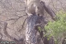 Video: Bị trâu rừng