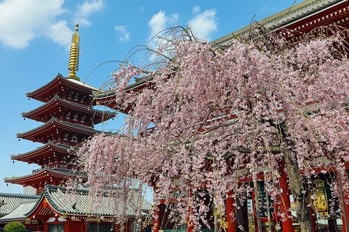 Những bức ảnh tuyệt đẹp về mùa hoa anh đào Nhật Bản 2019