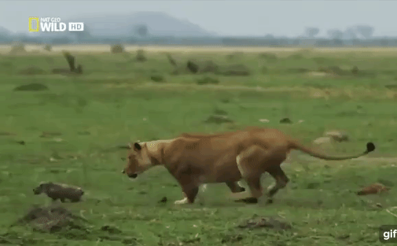 Cuộc chiến sinh tồn: Lợn rừng mẹ bất lực chứng kiến con bị sư tử sát hại