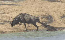 Video: Kết cục bất ngờ của trận kịch chiến giữa cá sấu và linh dương đầu bò
