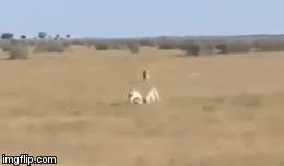 Video: Mải tranh đấu, linh dương nhận ngay bài học nhớ đời