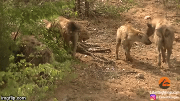 Video: Báo hoa mai già yếu dốc 