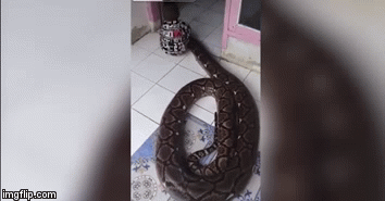 Video: Bé trai túm đầu trăn khổng lồ khiến nhiều người sởn da gà