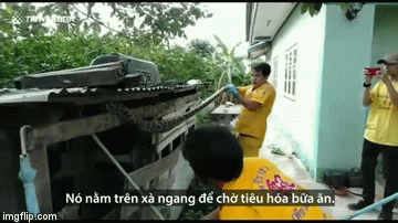 Video: Tay không bắt trăn 