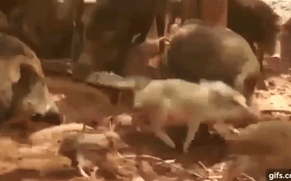 Video: Kiếm ăn trên địa bàn của 