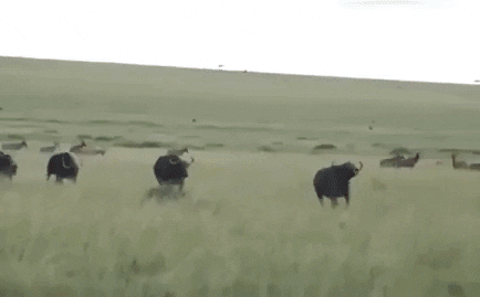 Video: Bầy linh cẩu bao vây nghé con, trâu mẹ