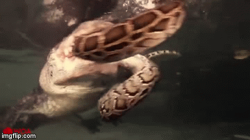 Video: Những trận tử chiến kinh hoàng giữa trăn và 