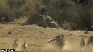 Video: Xâm phạm lãnh thổ khỉ đầu chó, báo săn bị rượt đuổi chạy té khói