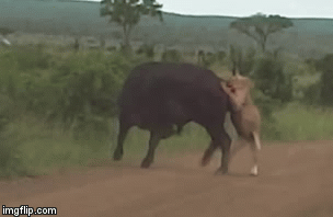 Video: Bị truy sát, trâu rừng dùng tuyệt kỹ xoay vòng tròn khiến sư tử quay như chong chóng