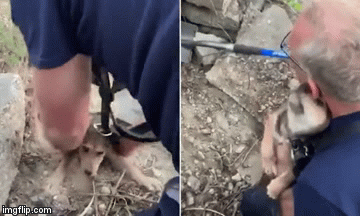 Video: Khoảnh khắc chú chó bị kẹt dưới tảng đá rối rít hôn người giải cứu