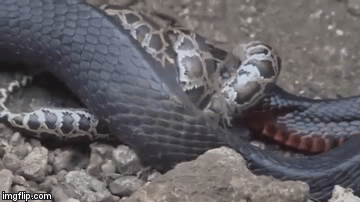 Video: Tử chiến khốc liệt giữa trăn gấm và rắn hổ mang chúa, phe nào thắng?