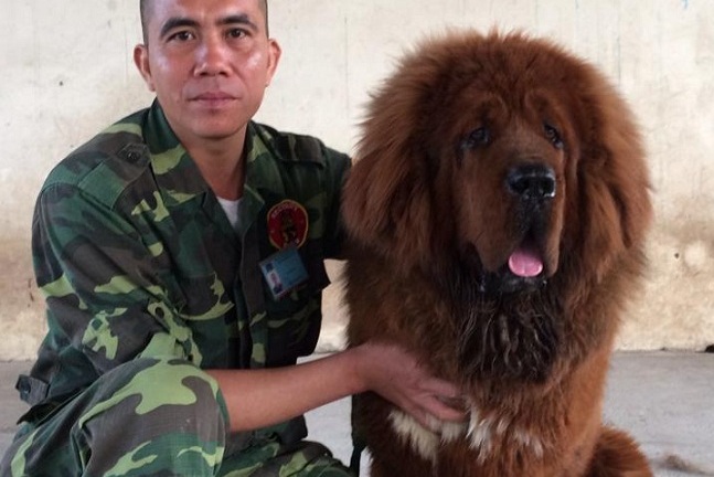 Chuyên gia huấn luyện chó nghiệp vụ: Nếu bỏ chạy, chó sẽ hiểu bạn là con mồi