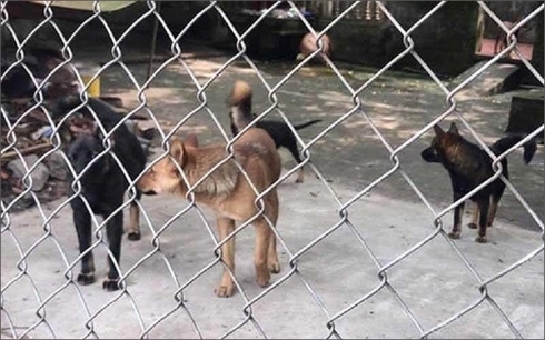 Chó cắn chết người: Báo động ý thức chấp hành và thực thi pháp luật