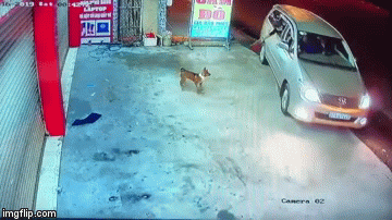 Video: Sững sờ nhìn nhóm thanh niên đi ôtô, dùng súng điện trộm chó trong 1 giây