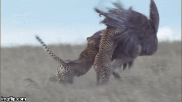 Video: 3 anh em báo săn hợp lực triệt hạ đà điểu châu Phi