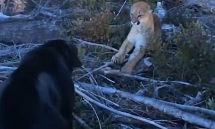 Video: Chạm trán với loài mèo lớn nhất ở Bắc Mỹ, chó Labrador có bảo vệ được chủ của mình?
