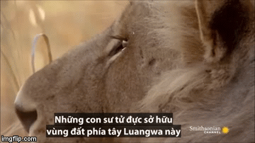 Video: Bị sư tử đực truy đuổi, sư tử cái bỏ chạy trối chết, lọt vào 