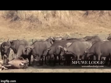 Video: Báo thù cho đồng loại, cả họ trâu rừng lao đến bao vây khiến sư tử thất kinh