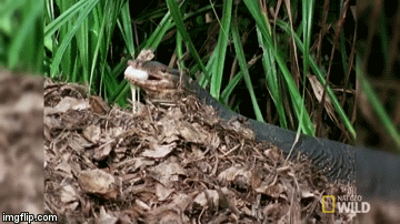 Video: Liều mình ăn trộm trứng của cá sấu, kỳ đà bị truy sát tới cùng