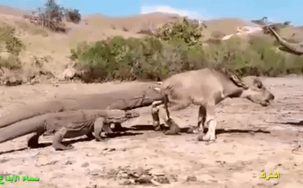 Video: Nghé bị 2 con rồng Komodo khát máu cắn xé, trâu mẹ lao đến nhưng kết cục rất đau lòng