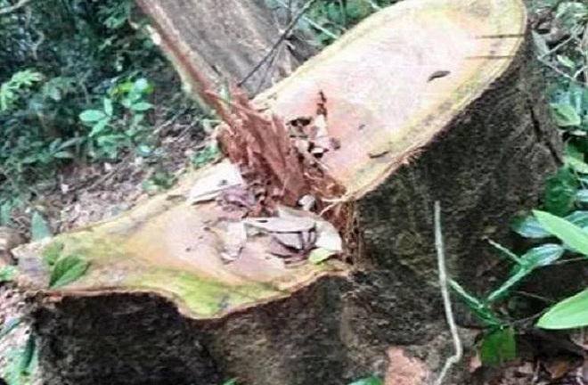 Khởi tố vụ phá rừng nghiêm trọng tại Vườn quốc gia Phong Nha- Kẻ Bàng