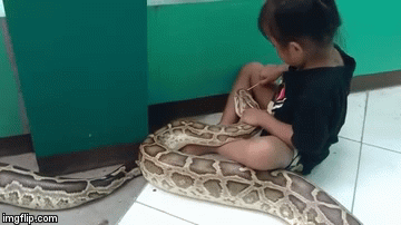 Video: Sởn tóc gáy cảnh bé gái 3 tuổi chà nướu cho con trăn bị bệnh loét miệng