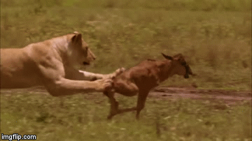 Video: Đang đùa giỡn với linh dương, sư tử bất ngờ tung đòn chí mạng