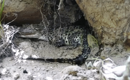 Video: Đang bơi dưới suối, cá sấu đụng độ kẻ thù không đội trời chung và cái kết đầy bất ngờ