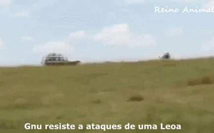 Video: Linh dương quay đầu, lao như tên bắn tấn công sư tử và cái kết thảm