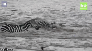 Video: 40 con cá sấu chờ sẵn, hạ gục đàn ngựa vằn vượt sông