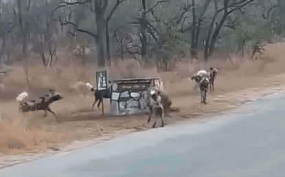 Video: Bảo vệ xác con, linh cẩu mẹ liều mình