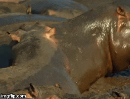 Video: Cuộc chiến sống còn của 600 con hà mã với 