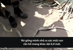 Video: Rắn hổ mang dài 1,2 m nuốt chửng đồng loại rồi vật vã nôn trả xác