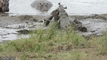 Video: Hà mã xả thân cứu linh dương đầu bò thoát khỏi hàm cá sấu