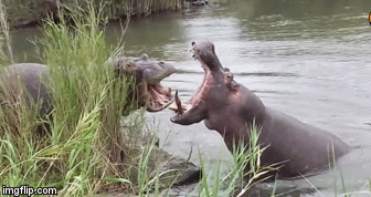 Video: Cuộc chiến giành 