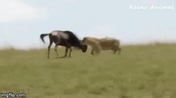 Cuộc chiến sinh tồn: 