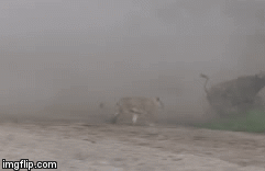 Video: Hợp sức săn mồi, đàn sư tử hạ gục trâu rừng trong nháy mắt