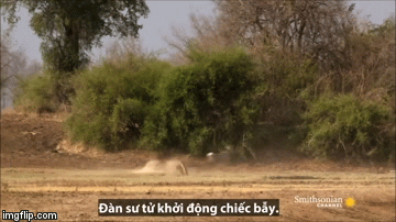 Video: Đàn sư tử giăng bẫy đoạt mạng linh dương kudu trong tích tắc