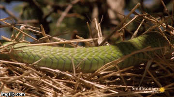 Video: Chim bố mẹ bất lực nhìn rắn nuốt chửng trứng và chim non ngay trước mắt