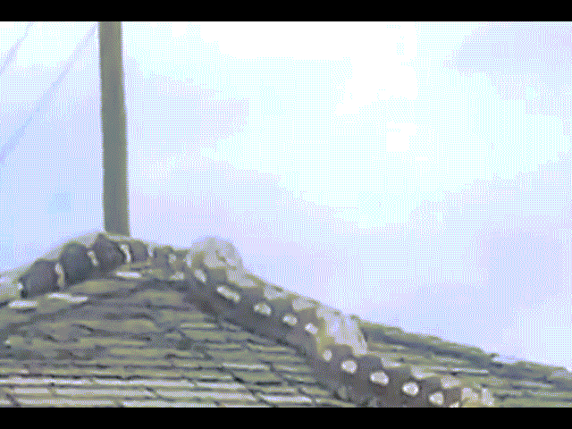 Video: Sợ chó, trăn 