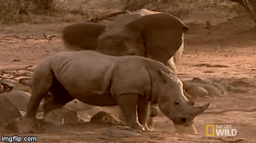 Video: Voi đực hung hăng lao tới gây sự, tìm cách hạ đo ván tê giác nặng 2 tấn