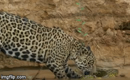 Video: Hung thần Amazon giày vò trăn anaconda rồi cắn xé thành từng mảnh