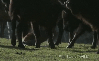 Video: Bị thương ở chân, hươu vẫn bị bầy bò Bison điên cuồng húc tới tấp