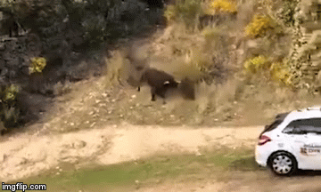 Video: Bò mộng nổi điên húc vào xe cảnh sát