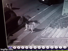 Video: Bị 6 con chó