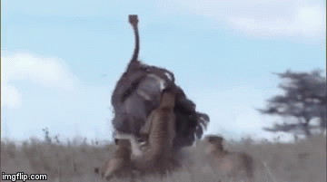 Video: Liên minh 3 con báo săn hợp lực triệt hạ đà điểu châu Phi trong vài giây