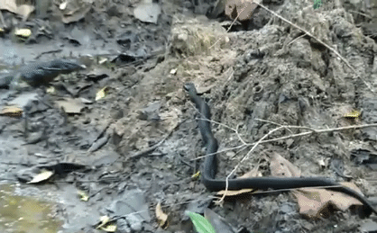 Video: Hổ mang phun nọc độc đụng độ kẻ thù đáng sợ và cái kết đầy ngỡ ngàng