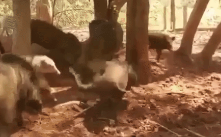 Video: Bị cả đàn lợn bướu giày xéo, trăn gấm chịu kết cục đầy đau đớn