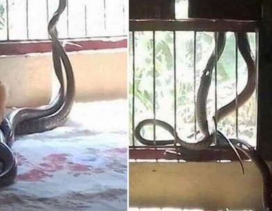 Cảnh tượng ghê sợ trên giường khiến nhiều người hoảng hốt đến ngất xỉu